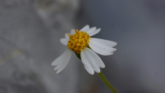 Perityle hofmeisteria