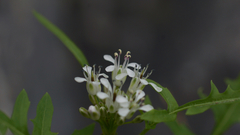 Caulanthus lasiophyllus