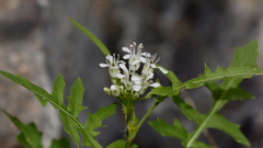 Caulanthus lasiophyllus