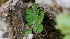 Selaginella lepidophylla