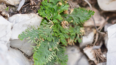 Selaginella lepidophylla