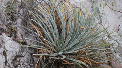 Hechtia mapimiana