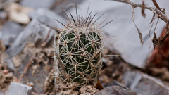 Coryphantha durangensis
