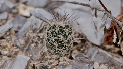 Coryphantha durangensis