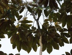 Melanerpes striatus