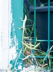 Anolis roquet salinei
