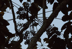 Spindalis dominicensis