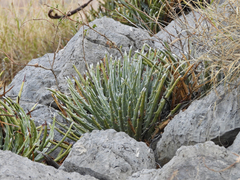 Hechtia mapimiana