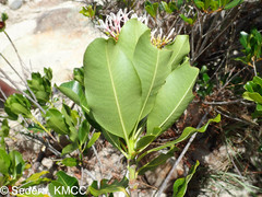 Craspidospermum verticillatum image