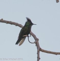 Orthorhyncus cristatus