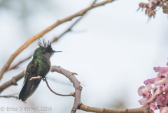 Orthorhyncus cristatus