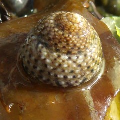 Coelotrochus tiaratus