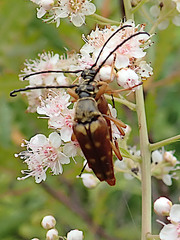 Typocerus deceptus