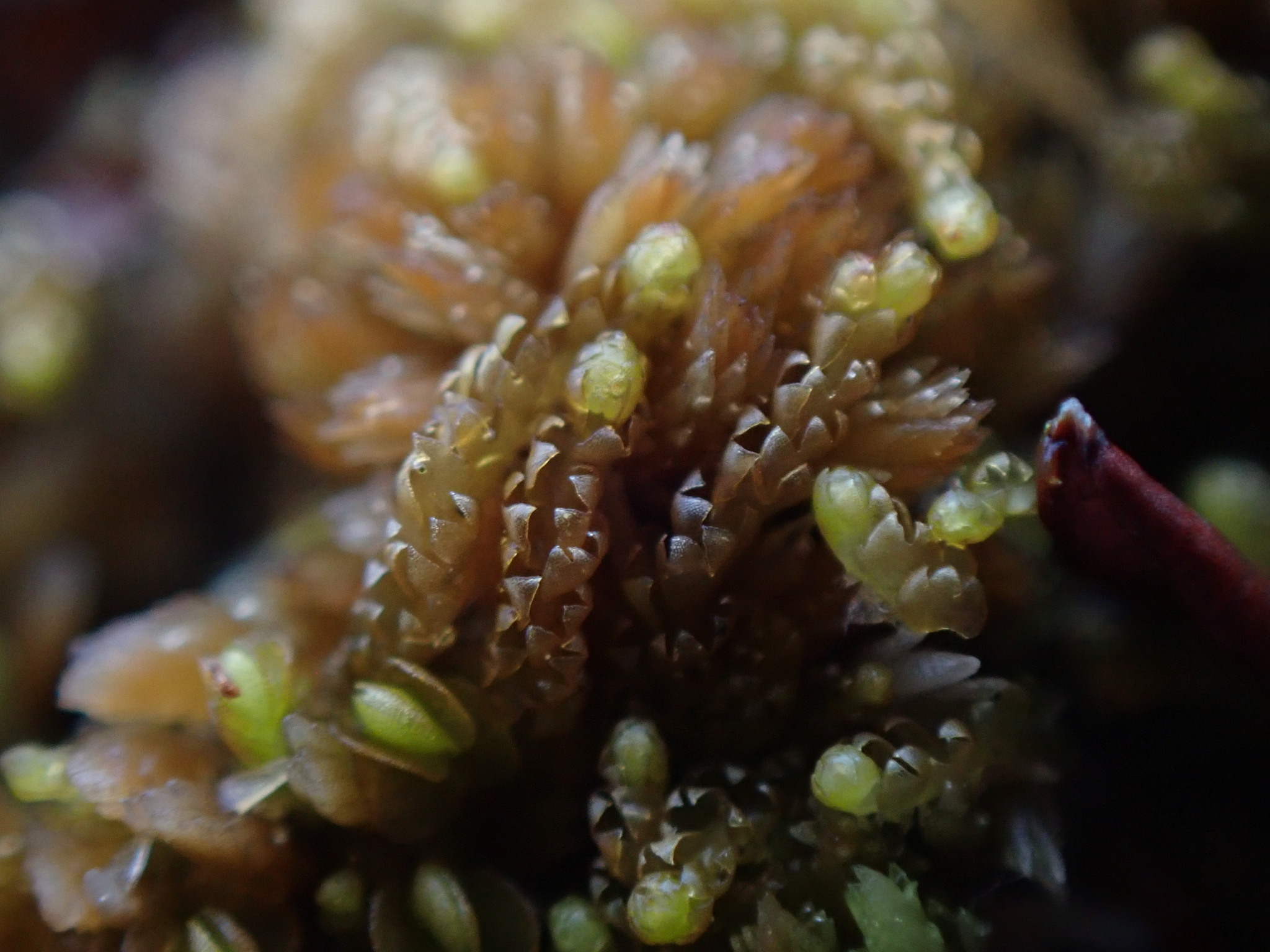 Neoorthocaulis binsteadii