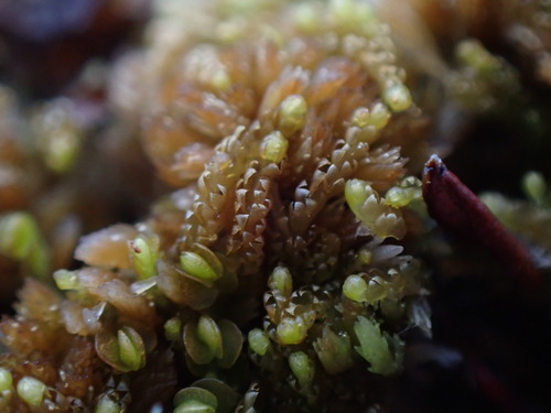 Image of Neoorthocaulis binsteadii by no rights reserved