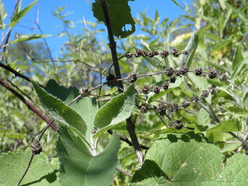 Buddleja crotonoides (Buddleja crotonoides)