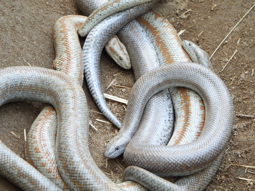 Rosy Boa observed near Riverside County, CA, USA, (c) Chris W., some rights reserved (CC BY-NC)