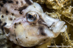 Congiopodus peruvianus