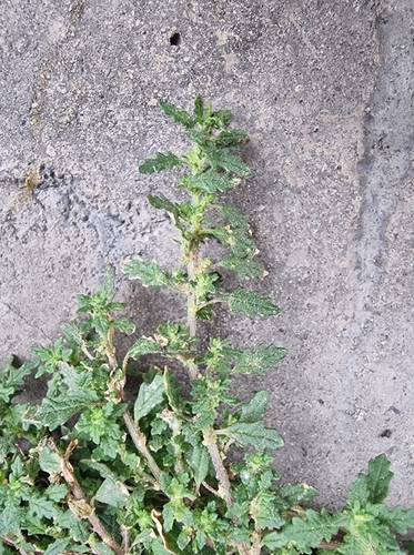 Clammy goosefoot (Dysphania pumilio)