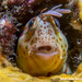 Combtooth Blennies - Photo (c) Marcelo Andrés Rojas González, some rights reserved (CC BY-NC), uploaded by Marcelo Andrés Rojas González