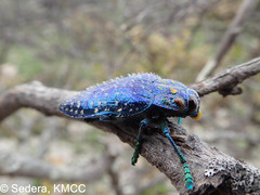 Polybothris sumptuosa