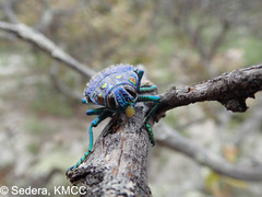 Polybothris sumptuosa