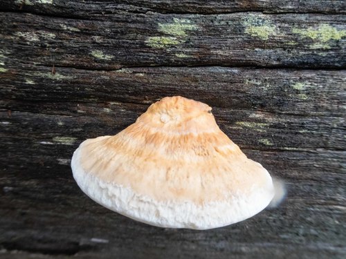Perenniporia ochroleuca image