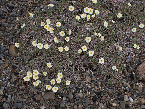 Image of Dryas alaskensis by no rights reserved