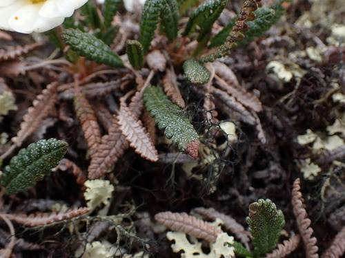 Image of Alaska Mountain-Avens (Dryas alaskensis) by no rights reserved