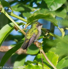 Orthorhyncus cristatus