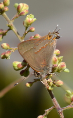 Electrostrymon guzanta