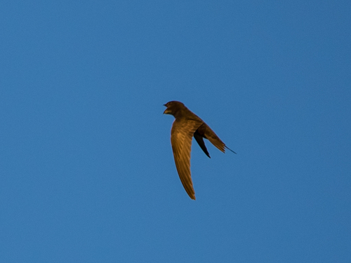 Vencejo común (Apus apus)
