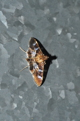 Desmia ufeus