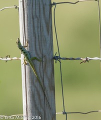 Anolis roquet salinei