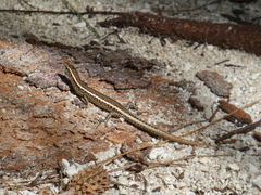 Cryptoblepharus poecilopleurus