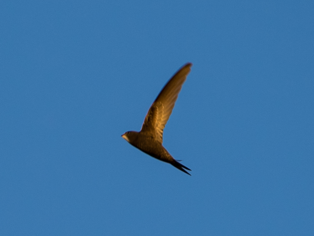 Common Swift (Apus apus)
