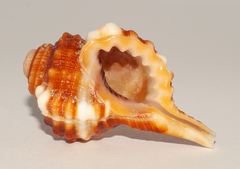 Ranularia cynocephala