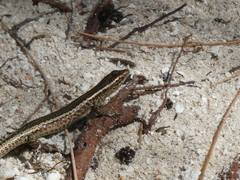 Cryptoblepharus poecilopleurus