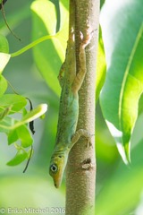 Anolis roquet salinei