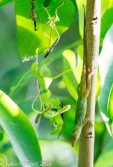 Anolis roquet salinei