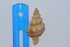 Hemipolygona