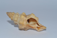 Hemipolygona