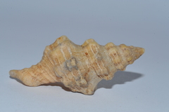 Hemipolygona