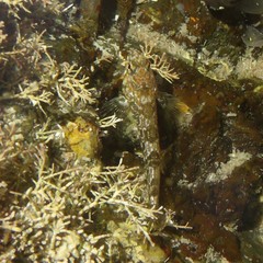 Bellapiscis lesleyae