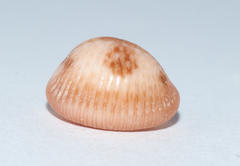Pusula pediculus