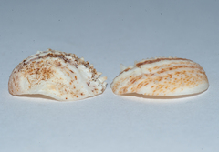 Bostrycapulus aculeatus