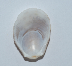 Ctenoides scaber