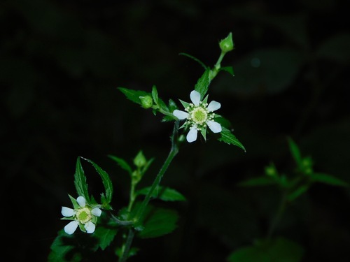 White avens (Geum canadense)