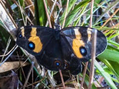 Tisiphone abeona albifascia