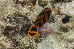 Mariaglaja mandroroa